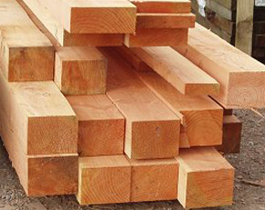 douglas_fir